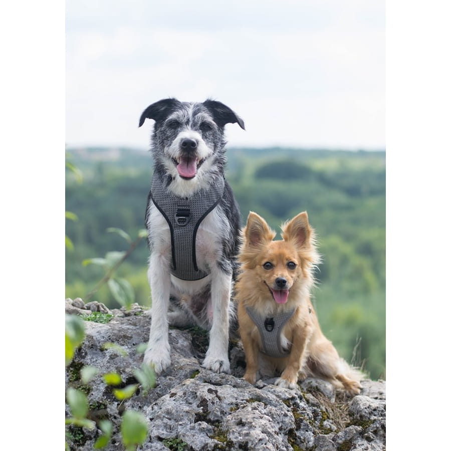 Szelki-guard-easy-walk-dla-psa-Truelove-Lumen-szare